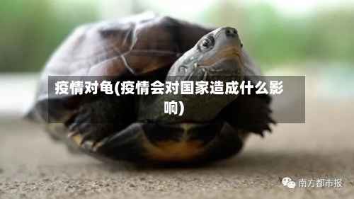 疫情对龟(疫情会对国家造成什么影响)